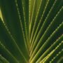 Aloe Vera and Its Wide Impressive Benefits pexels-dred-geib-1821755